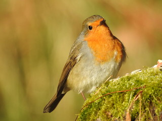 Robin