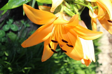 orange lily