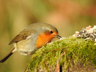 Robin