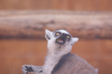 Lemur, a lemur eats in a cage, a funny beast, a zoo, animal protection, endangered species of animals, a long tail, a lemur on a blurred background
