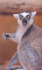 Lemur, a lemur eats in a cage, a funny beast, a zoo, animal protection, endangered species of animals, a long tail, a lemur on a blurred background