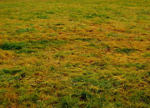 green grass texture or backround close up macro in Germany