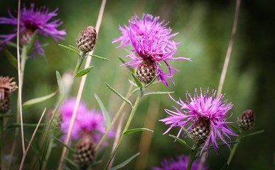 Wild Foliage