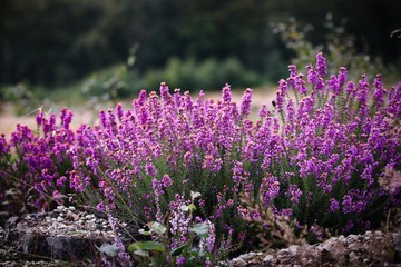 Obraz premium Wild Heather
