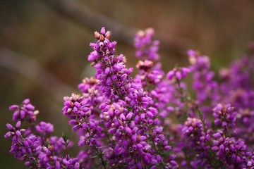 Wild Heather