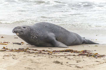sea lions at the beach