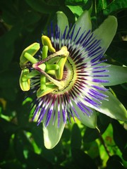Passion Flower