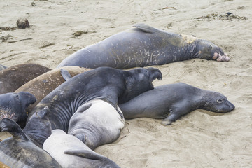 sea lions at the beach