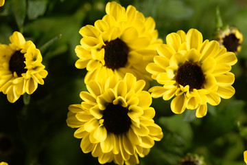 Indian chrysanthemum hybride (Chrysanthemum indicum)