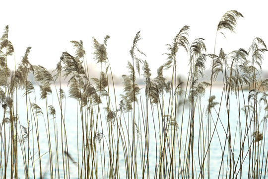 Schilfrohr an einem Seeufer - Phragmites