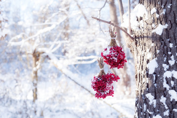 Winter Frozen Viburnum Under Snow. Viburnum In The Snow. Autumn and snow. Beautiful winter. Winter...
