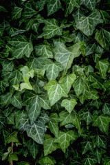 Ivy Texture, green leaves background, leaf pattern