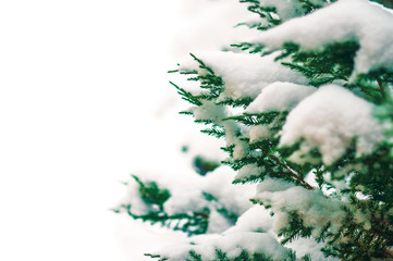 snowflakes on a green tree background photo with soft focus