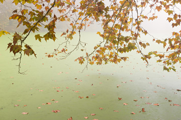 Lake with fog