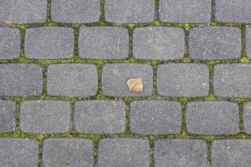 Gray paving slabs with a green moss