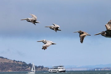 Volo sulla baia di San Francisco