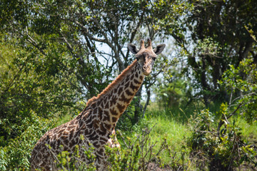 Closeup of giraffe camouflaged by trees in background