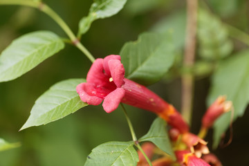 Trumpet vine (Campsis radicans)