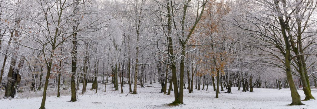 Winter is here. Snow covered trees as seen in ramberget gothenburg sweden europe