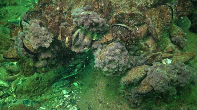 Pink sea sponges Halichondria on the reefs in the Black Sea, Odessa Bay, depth of 6 meters