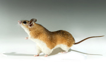 speculative image of a mutated red mouse with six limbs