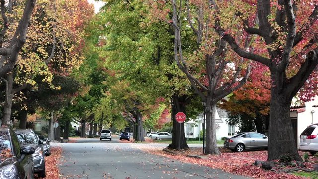 4K HD Video of Liquid Amber, or American sweetgum trees in Autumn lining a quiet residential street zooming in on leaves falling 