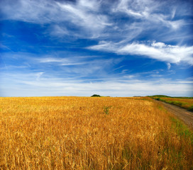 Wheat field against a blue sky