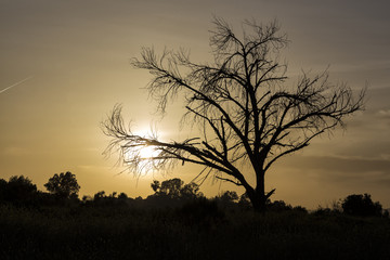 The Tree Silhouette