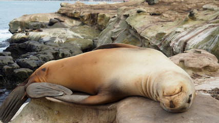 sea lion