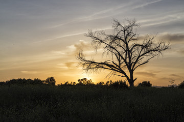 Fototapeta na wymiar The Tree Silhouette