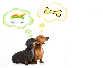 healthy dogs with food bowl and owner