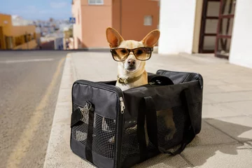 Papier Peint photo Chien fou dog in transport box or bag ready to travel