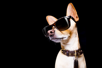 chien posant avec des lunettes de soleil