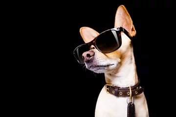 Stickers pour porte Chien fou chien posant avec des lunettes de soleil