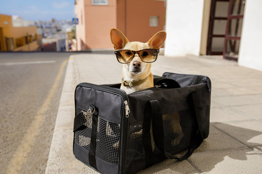 Dog In Transport Box Or Bag Ready To Travel