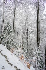 Scenic view of footsteps on a forest hiking trail covered with fresh snow on a snowy winter day