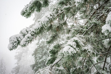 Close up of pine tree branches covered with snow on a snowy winter day in forest.