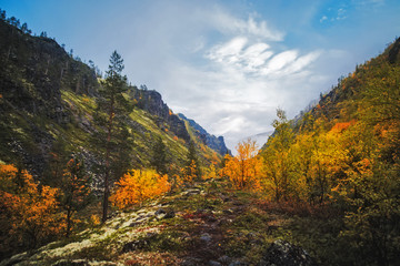 Fototapeta na wymiar Autumn mountain forest