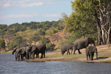 Elephants seen in Chobe national park in Botswana 