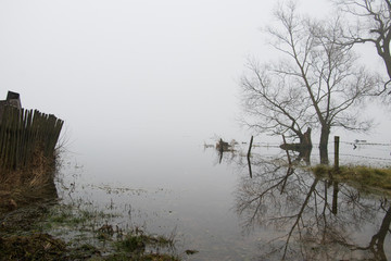 bezlistne drzewa stojąca na brzegu zamglonej jesiennej rzeki w pochmurny smutny dzień - obrazy, fototapety, plakaty