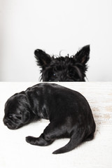 Obraz premium newborn puppy and mom