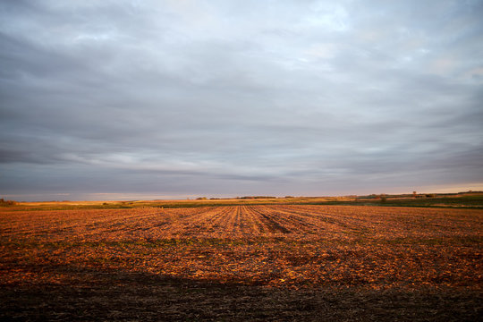 Expansive red field underneath grey overcast skies