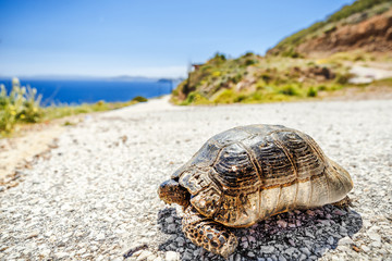 Turtle on the asphalt road going away at blue sea and sky background. Slow motion on road traffic jam concept.