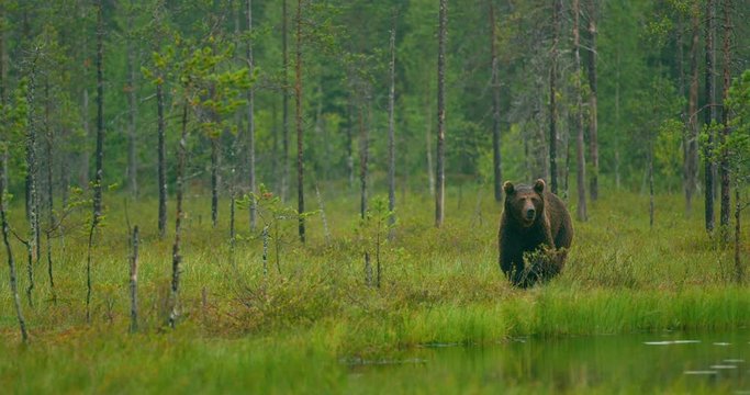 Wild adult brown bear walking in the forest while raining