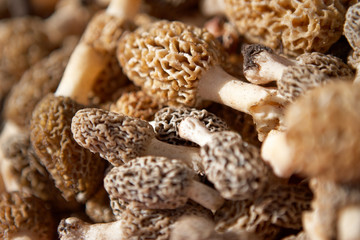 Morel mushrooms in close up view