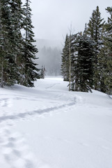 Snow Shoe Trail