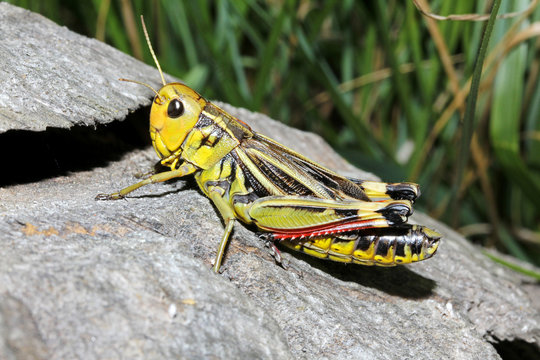 cavalletta (Arcyptera fusca)