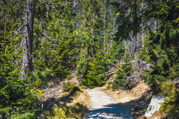 broken forest after mountain wind in the tatra mountains