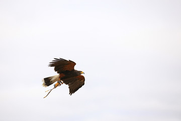 Harris Hawk