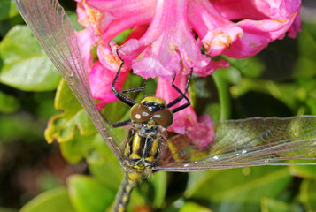 libellula su un rododendro